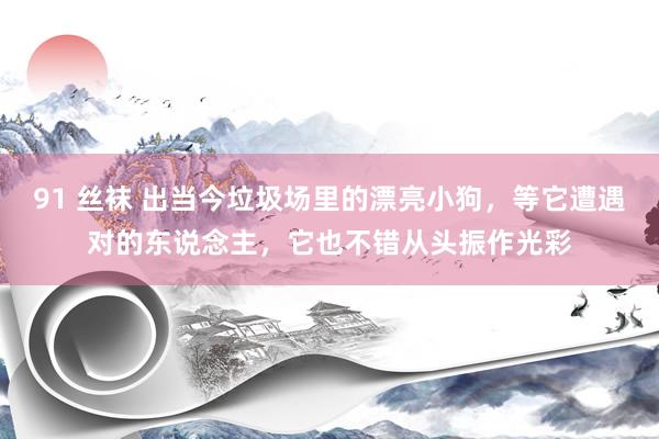 91 丝袜 出当今垃圾场里的漂亮小狗，等它遭遇对的东说念主，它也不错从头振作光彩